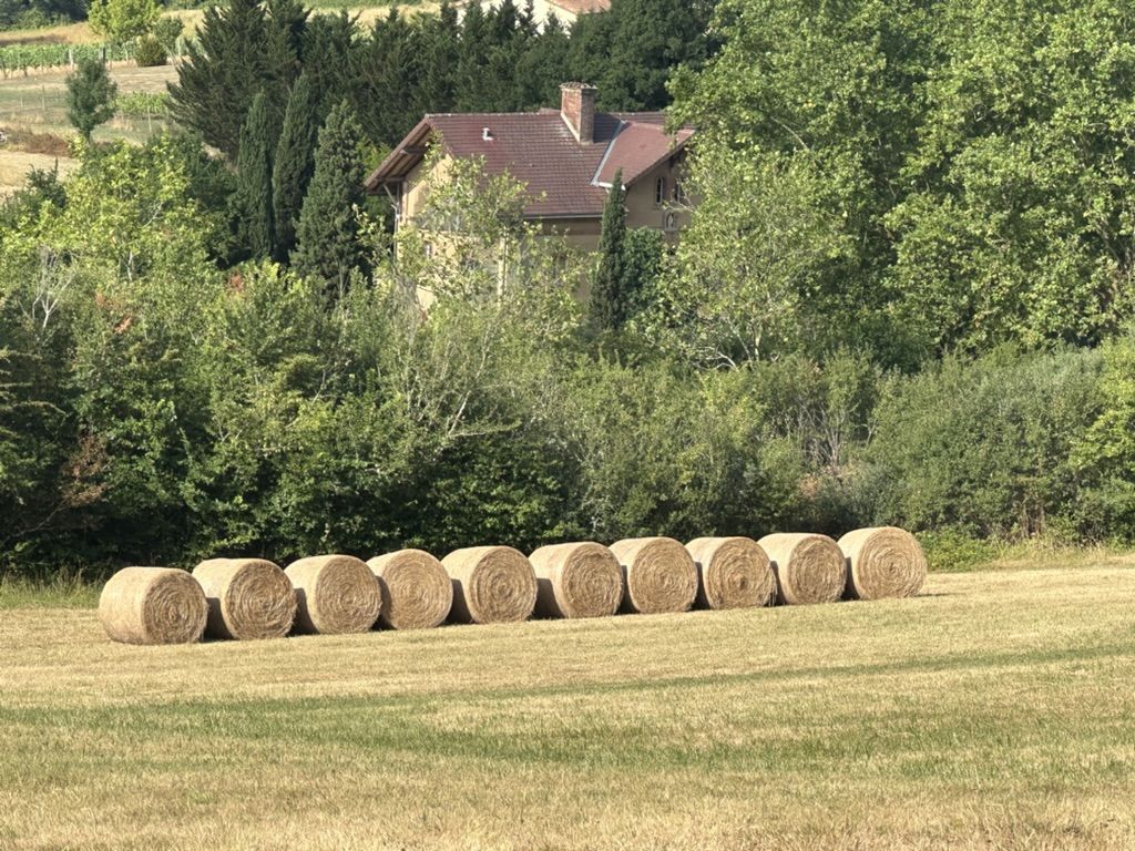 A row of round hay bales in a stubble field in the Gers