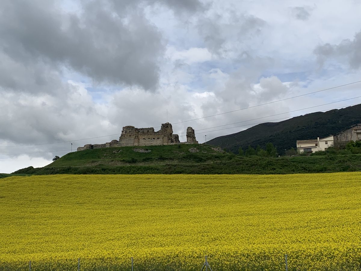 A field of yellow mustard below a hilltop ruin in the Gers
