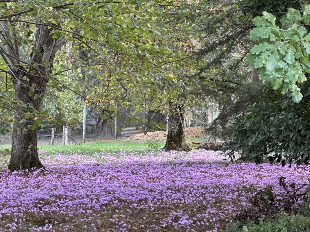 A carpet of pink wild cyclamen flowering under trees in the parkland
