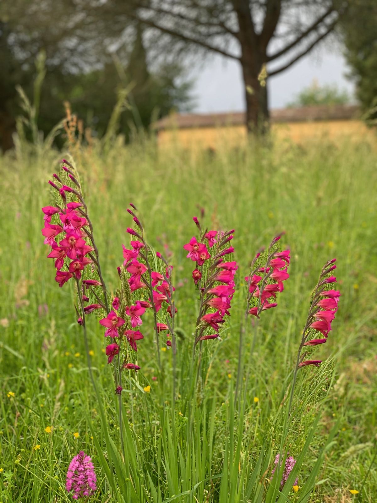 Wild hot-pink gladiolus flowering in a Gers meadow